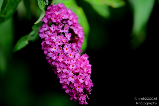 Looking_at_Butterfly_Bush_Flower_Photography_Macro_Photography_Canon_EOS_R5_Mark_II_2025_003.JPG