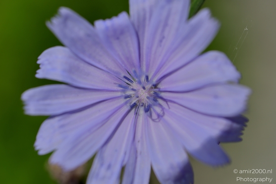 Looking_at_Chicory_Flower_Photography_Macro_Photography_Canon_EOS_R5_Mark_II_2025_001.JPG