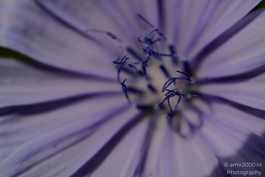 Looking_at_Chicory_Flower_Photography_Macro_Photography_Canon_EOS_R5_Mark_II_2025_002.JPG