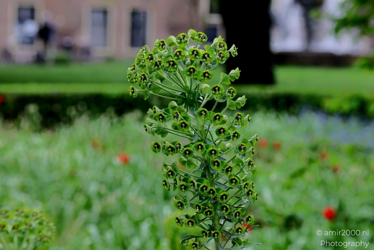 Looking_at_flowers_under_spring_rain_Flower_Photography_Macro_Photography_Canon_EOS_R5_Mark_II_2025_001.JPG