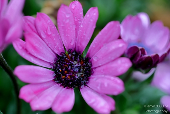 Looking_at_flowers_under_spring_rain_Flower_Photography_Macro_Photography_Canon_EOS_R5_Mark_II_2025_003.JPG