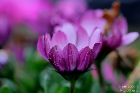 Looking_at_flowers_under_spring_rain_Flower_Photography_Macro_Photography_Canon_EOS_R5_Mark_II_2025_004.JPG