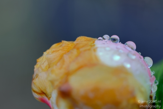 Looking_into_details_of_rain_drops_Flower_Photography_Macro_Photography_Canon_EOS_R5_Mark_II_2025_001.JPG