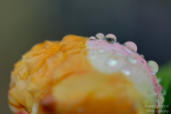 Looking_into_details_of_rain_drops_Flower_Photography_Macro_Photography_Canon_EOS_R5_Mark_II_2025_002.JPG