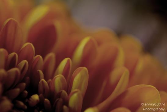 Macro_Orange_Chrysanthemum_Petals_Flower_Photography_Macro_Photography_Canon_EOS_R5_Mark_II_2025_001.JPG