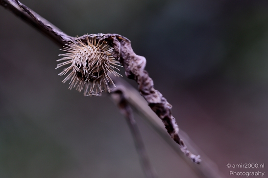 Macro_flowers_winter_Macro_Photography_Macro_Photography_Canon_EOS_R5_Mark_II_2025_001.JPG