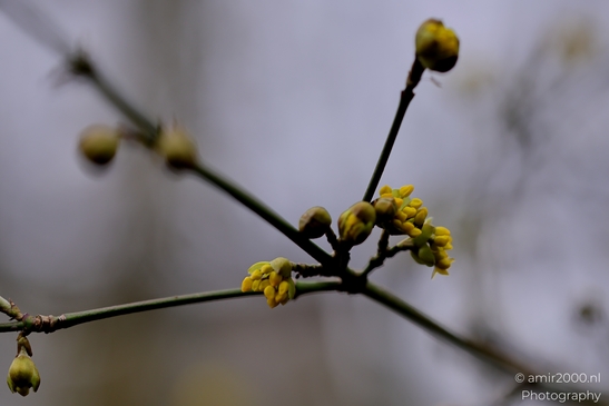 Macro_flowers_winter_Macro_Photography_Macro_Photography_Canon_EOS_R5_Mark_II_2025_002.JPG