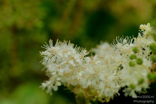 Meadowsweet_white_blossoms_with_feathery_stamens_Flower_Photography_Macro_Photography_Canon_EOS_R5_Mark_II_2025_001.JPG