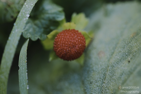 Mock_strawberry_fruit_with_dew_on_green_leaves_Flower_Photography_macro_Photography_Canon_EOS_R5_Mark_II_2025_001.JPG