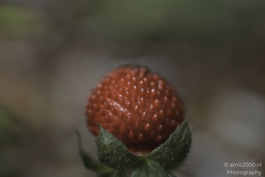 A vibrant mock strawberry in bloom, its red fruit contrasting with green sepals and textured - image from year 2025 #001