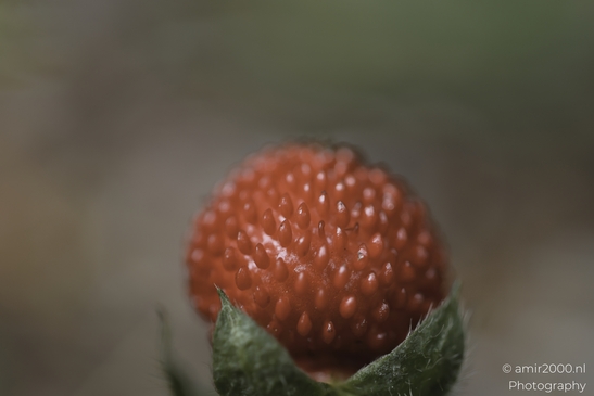 A vibrant mock strawberry in bloom, showcasing its red fruit with green sepals and textured - image from year 2025 #002