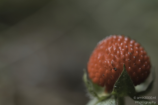 A vibrant mock strawberry in bloom, its red fruit contrasting with green sepals and textured - image from year 2025 #003