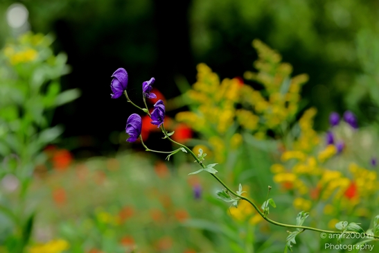 Monkshood_purple_hooded_blooms_Flower_Photography_Macro_Photography_Canon_EOS_R5_Mark_II_2025_001.JPG