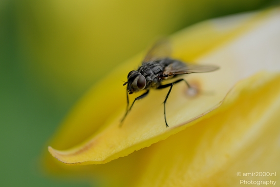 Muscid_fly_poised_on_a_yellow_petal_Animal_Photography_Macro_Photography_Canon_EOS_R5_Mark_II_2025_001.JPG