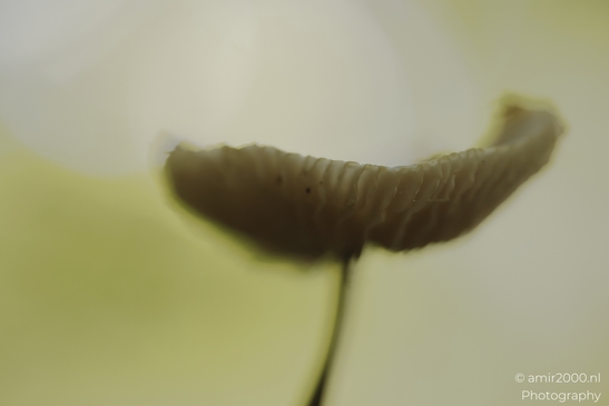Mushroom_gill_silhouette_in_soft_green_blur_Mycography_macro_Photography_Canon_EOS_R5_Mark_II_2025_001.JPG
