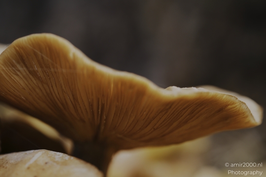 Mushroom_gills_and_stems_in_dark_woodland_cluster_closeups_Mycography_macro_Photography_Canon_EOS_R5_Mark_II_2025_001.JPG