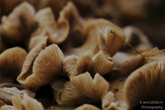 Mushroom_gills_and_stems_in_dark_woodland_cluster_closeups_Mycography_macro_Photography_Canon_EOS_R5_Mark_II_2025_002.JPG