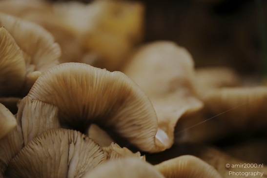 Mushroom_gills_and_stems_in_dark_woodland_cluster_closeups_Mycography_macro_Photography_Canon_EOS_R5_Mark_II_2025_003.JPG