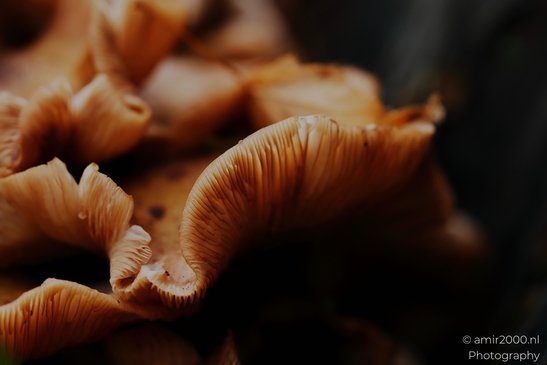 Mushroom_gills_and_stems_in_dark_woodland_cluster_closeups_Mycography_macro_Photography_Canon_EOS_R5_Mark_II_2025_005.JPG