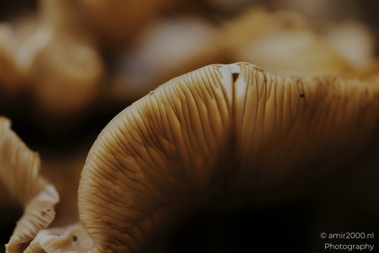 Mushroom_gills_and_stems_in_dark_woodland_cluster_closeups_Mycography_macro_Photography_Canon_EOS_R5_Mark_II_2025_006.JPG
