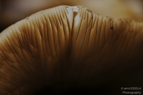 Mushroom_gills_and_stems_in_dark_woodland_cluster_closeups_Mycography_macro_Photography_Canon_EOS_R5_Mark_II_2025_007.JPG