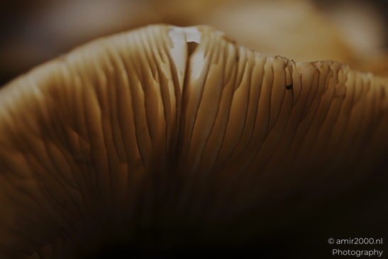 Mushroom_gills_and_stems_in_dark_woodland_cluster_closeups_Mycography_macro_Photography_Canon_EOS_R5_Mark_II_2025_008.JPG