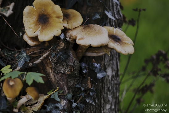 Mushroom_gills_and_stems_in_dark_woodland_cluster_closeups_Mycography_macro_Photography_Canon_EOS_R5_Mark_II_2025_009.JPG