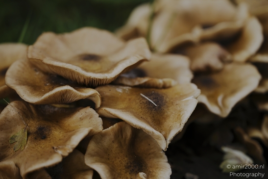 Mushroom_gills_and_stems_in_dark_woodland_cluster_closeups_Mycography_macro_Photography_Canon_EOS_R5_Mark_II_2025_010.JPG