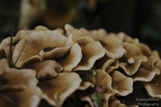 Mushroom_gills_and_stems_in_dark_woodland_cluster_closeups_Mycography_macro_Photography_Canon_EOS_R5_Mark_II_2025_011.JPG