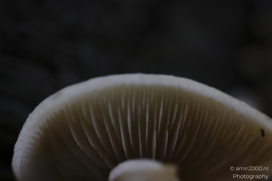 Mushroom_gills_in_low_light_with_soft_background_blur_Mycography_macro_Photography_Canon_EOS_R5_Mark_II_2025_001.JPG