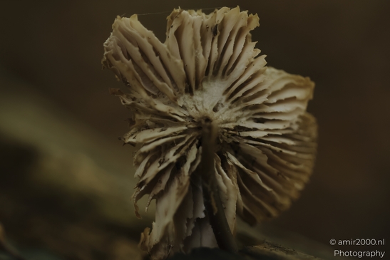 Mushroom_gills_lit_by_warm_bokeh_in_woodland_shade_Mycography_macro_Photography_Canon_EOS_R5_Mark_II_2025_001.JPG