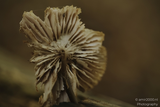 Mushroom_gills_lit_by_warm_bokeh_in_woodland_shade_Mycography_macro_Photography_Canon_EOS_R5_Mark_II_2025_002.JPG