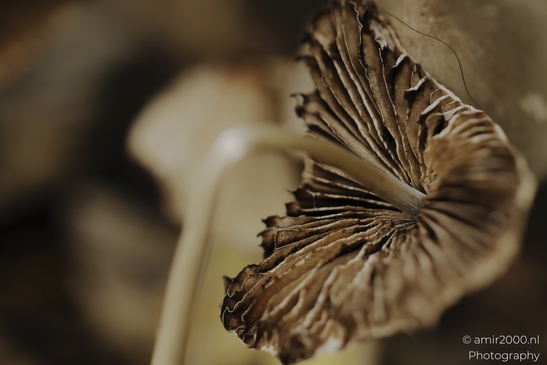 Mushroom_gills_lit_by_warm_bokeh_in_woodland_shade_Mycography_macro_Photography_Canon_EOS_R5_Mark_II_2025_003.JPG
