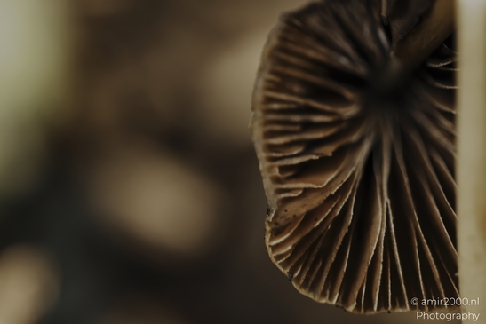 Mushroom_gills_lit_by_warm_bokeh_in_woodland_shade_Mycography_macro_Photography_Canon_EOS_R5_Mark_II_2025_004.JPG