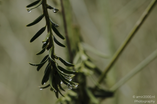 Narrow_green_leaves_with_raindrops_in_soft_forest_light_Flower_Photography_macro_Photography_Canon_EOS_R5_Mark_II_2025_001.JPG