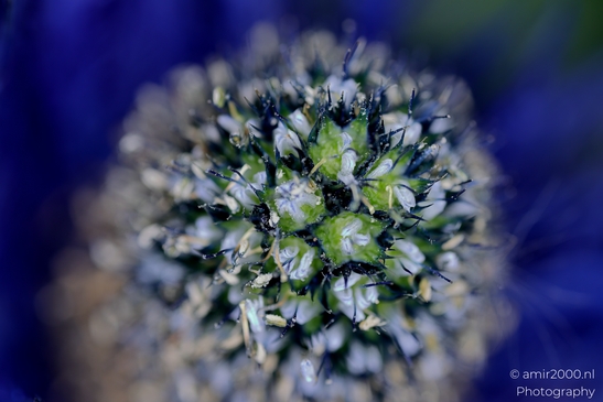 Nigella_Flower_Center_Closeup_Flower_Photography_Macro_Photography_Canon_EOS_R5_Mark_II_2025_002.JPG