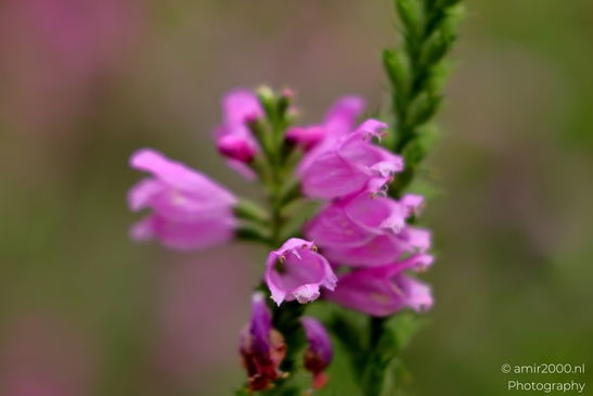 Obedient_plant_Physostegia_pink_tubular_blooms_Flower_Photography_Macro_Photography_Canon_EOS_R5_Mark_II_2025_001.JPG