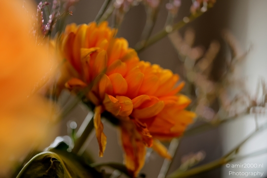 Orange_Chrysanthemum_Side_View_Flower_Photography_Macro_Photography_Canon_EOS_R5_Mark_II_2025_001.JPG