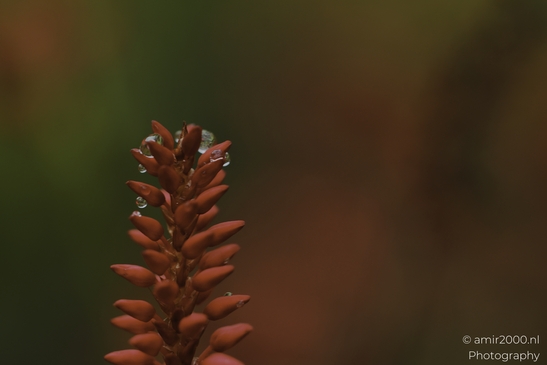 Orange_bud_spike_with_dew_droplets_in_soft_light_Flower_Photography_macro_Photography_Canon_EOS_R5_Mark_II_2025_001.JPG