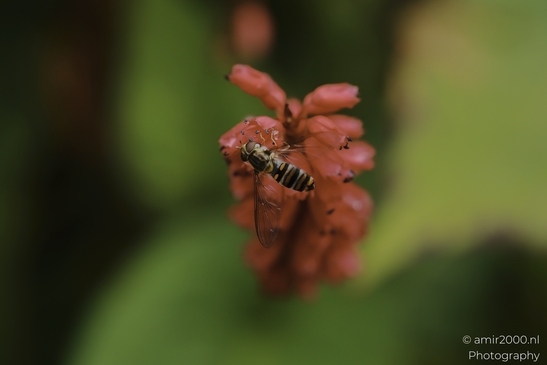 Overfly_feeding_on_orange_blossoms_with_blurred_background_Animal_Photography_macro_Photography_Canon_EOS_R5_Mark_II_2025_001.JPG