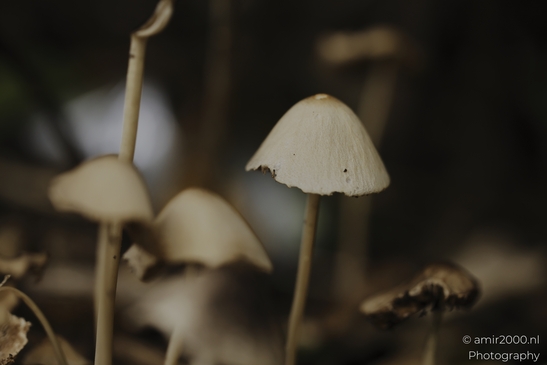 Pale_mushrooms_on_stems_in_forest_undergrowth_Mycography_macro_Photography_Canon_EOS_R5_Mark_II_2025_001.JPG