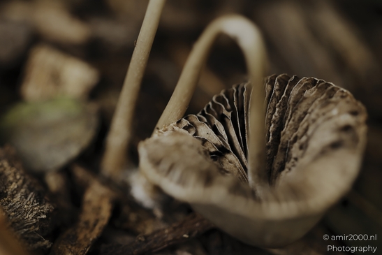 Pale_mushrooms_on_stems_in_forest_undergrowth_Mycography_macro_Photography_Canon_EOS_R5_Mark_II_2025_002.JPG