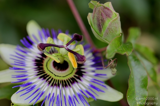 Passiflora_caerulea_corona_and_stamens_details_Flower_Photography_Macro_Photography_Canon_EOS_R5_Mark_II_2025_001.JPG