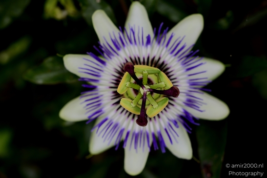 Passiflora_caerulea_corona_and_stamens_details_Flower_Photography_Macro_Photography_Canon_EOS_R5_Mark_II_2025_002.JPG