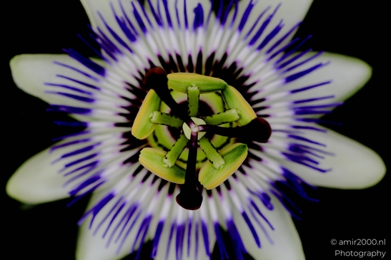 Passiflora_caerulea_corona_and_stamens_details_Flower_Photography_Macro_Photography_Canon_EOS_R5_Mark_II_2025_004.JPG