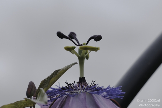 A vibrant passiflora flower in bloom, showcasing its purple corona and emerging green ovary and - image from year 2025 #001