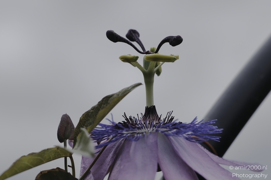 A vibrant passiflora flower blooms in a garden, its purple corona contrasting with the emerging - image from year 2025 #002