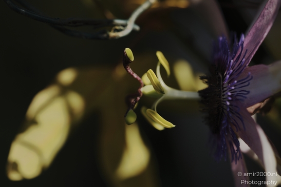 Passionflower_stamens_and_corona_filaments_in_partial_shade_Flower_Photography_macro_Photography_Canon_EOS_R5_Mark_II_2025_001.JPG