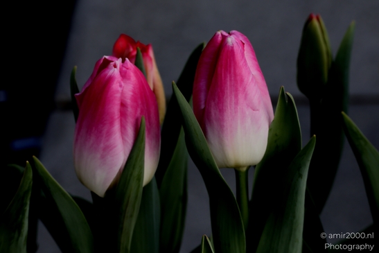 Pastel_Dutch_tulip_closeup_Flower_Photography_Macro_Photography_Canon_EOS_R5_Mark_II_2025_001.JPG