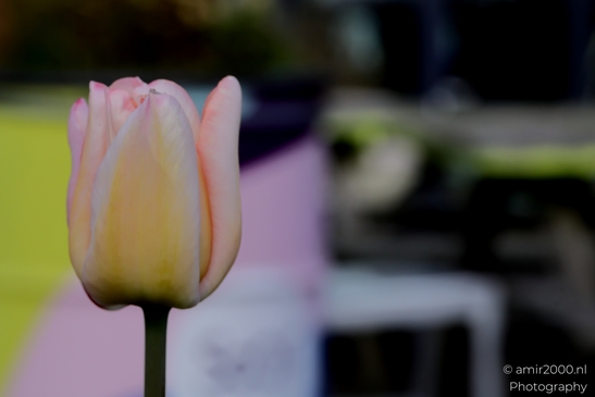 Pastel_Dutch_tulip_closeup_Flower_Photography_Macro_Photography_Canon_EOS_R5_Mark_II_2025_003.JPG